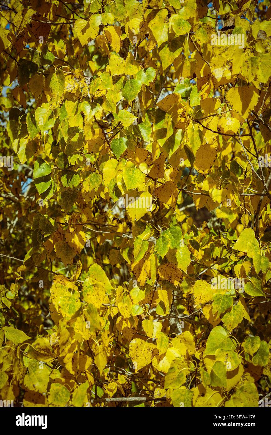 Vue rapprochée du feuillage d'automne d'un arbre à feuilles caduques, présentant un motif dense de feuilles de peuplier jaune vif et vert citron. La lumière du soleil filtre Banque D'Images