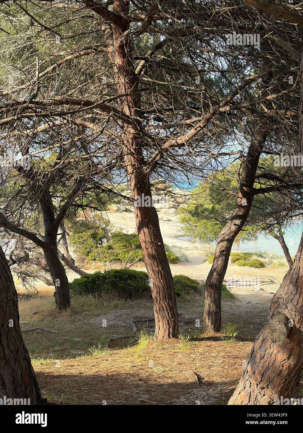 Vue panoramique sur un magnifique paysage côtier à Halkidiki, Grèce, avec des eaux méditerranéennes turquoises, des formations rocheuses uniques et des pins - Image de stock capturée avec un smartphone