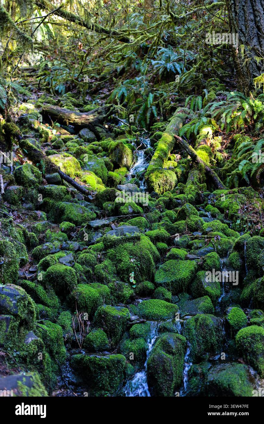 Mossy Forest Stream - Un petit ruisseau d'eau qui coule sur les roches vertes vives et les grumes forestières Banque D'Images