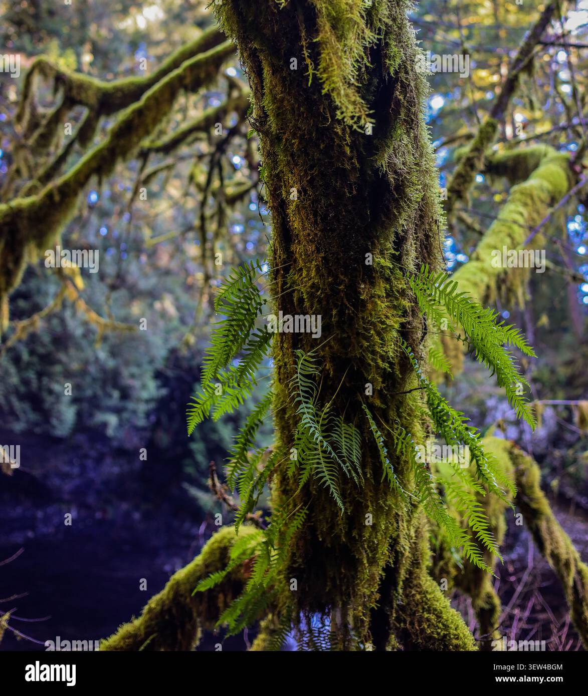 Épiphytes forestières - fougères vertes vibrantes poussant à partir d'un tronc d'arbre couvert de mousse dans une forêt du nord-ouest du Pacifique Banque D'Images