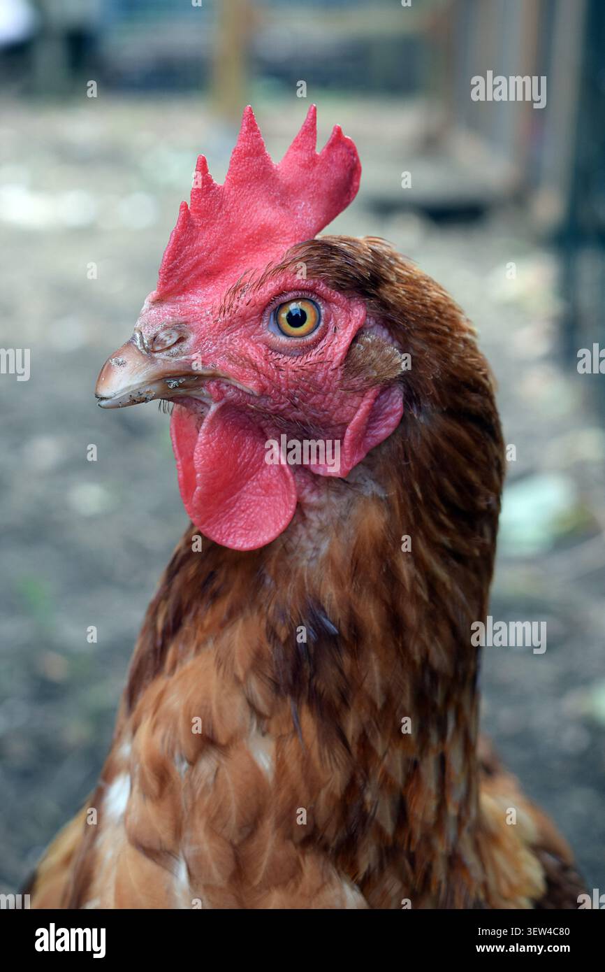 Portrait rapproché d'une poule pondeuse brune Banque D'Images