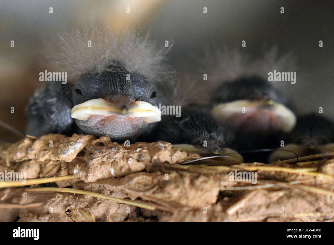 Bébé avale des poussins attendant dans leur nid Banque D'Images