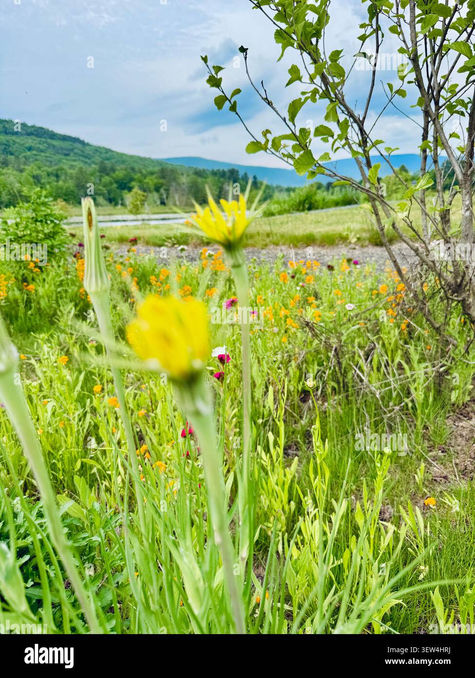 Paysage de fleurs sauvages au début de l'été dans les montagnes Catskill à Tannersville, près de Hunter au parc Rip Van Winkle Lake. Fleurs colorées audacieuses Banque D'Images