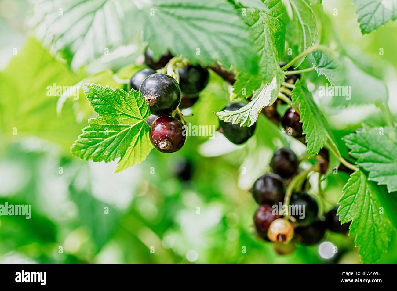 Arbuste de cassis (Ribes nigrum) avec des baies mûres et des feuilles vertes. Riche en vitamine C et en antioxydants, le cassis est prisé pour son immuno-boostine Banque D'Images