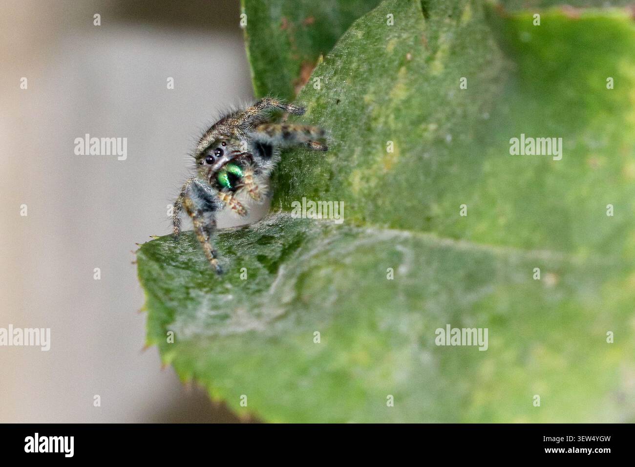 Un gros plan d'une araignée sautant avec des crocs verts rampant le long d'une feuille verte. Banque D'Images