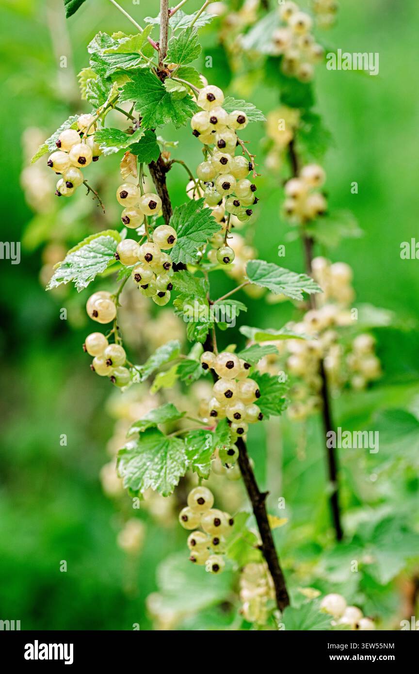 Variété de cassis blanche Versailles Blanche (Ribes rubrum) avec des grappes de baies mûres et des feuilles vertes. Fruits d'été sains et sucrés pour le jardin biologique Banque D'Images
