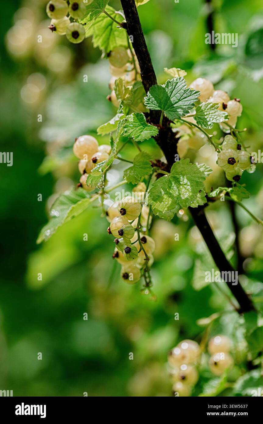 Photo macro de groseille blanche mûre (Ribes rubrum) sur la brousse. Baies riches en vitamines au goût sucré, idéales pour une alimentation saine, la récolte estivale et naturelle Banque D'Images