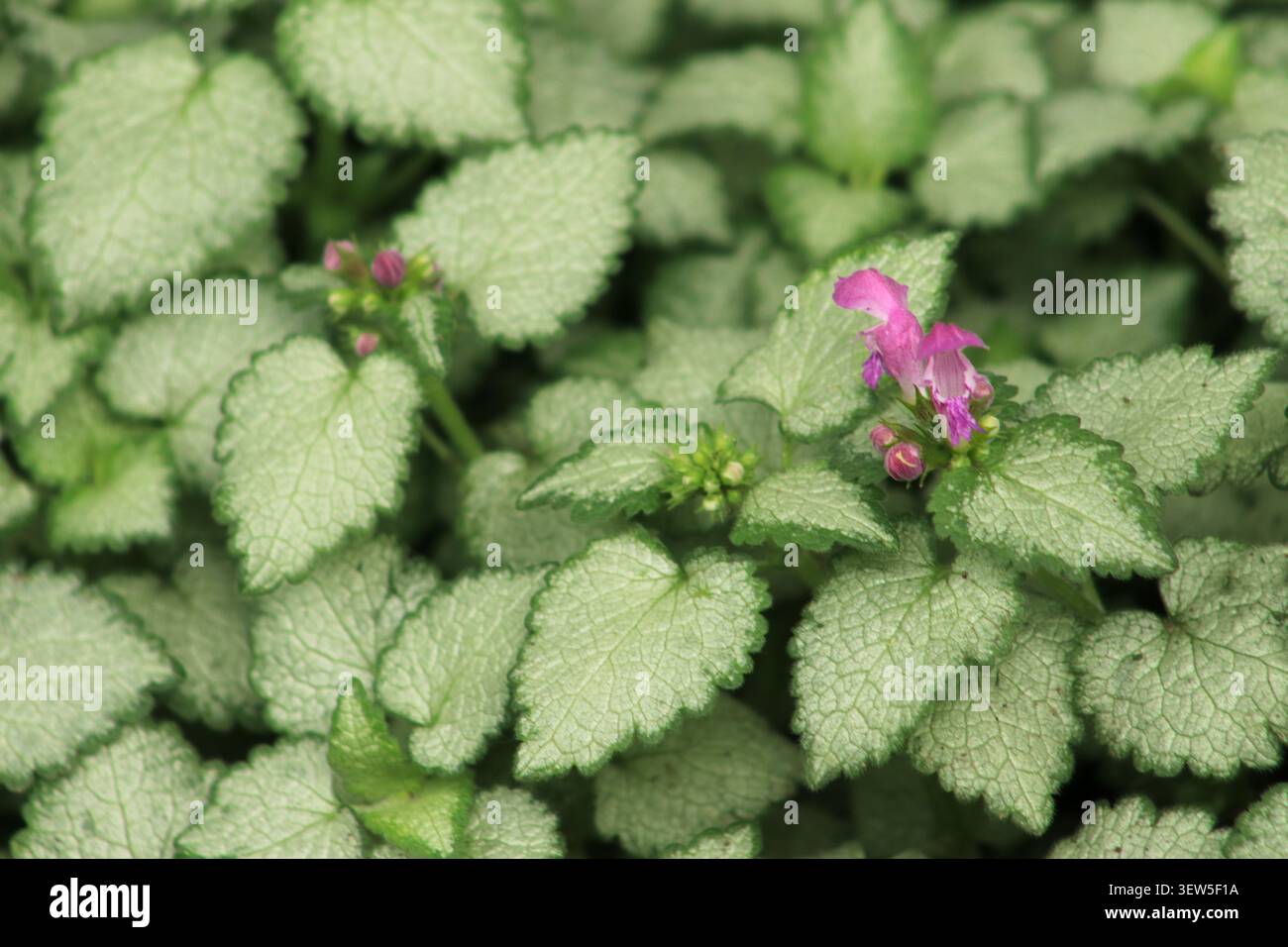 Gros plan sur Lamium maculatum (tacheté) avec ses feuilles vertes éclatantes et ses fleurs roses. Banque D'Images