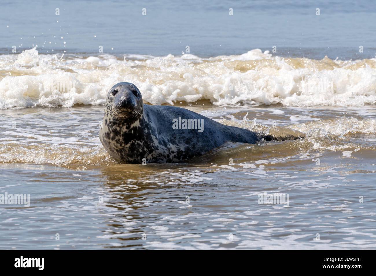 Phoque gris (Halichoerus grypus) naviguant dans les eaux côtières peu profondes de Wijk aan Zee, pays-Bas Banque D'Images