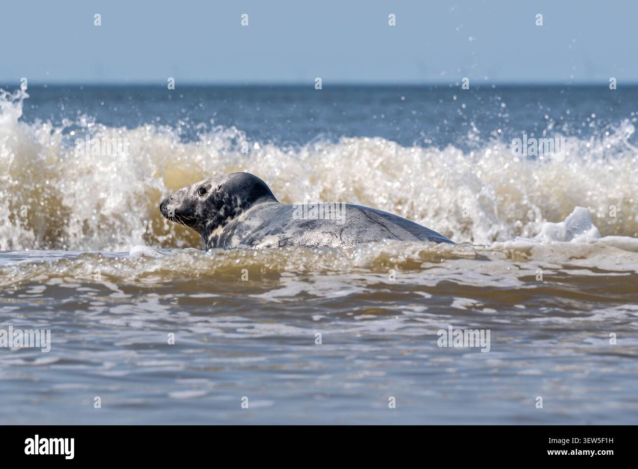 Phoque gris (Halichoerus grypus) naviguant dans les eaux côtières peu profondes de Wijk aan Zee, pays-Bas Banque D'Images