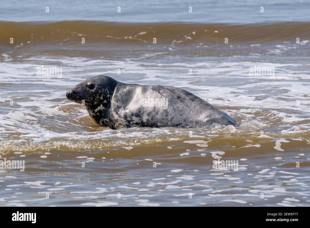 Phoque gris (Halichoerus grypus) naviguant dans les eaux côtières peu profondes de Wijk aan Zee, pays-Bas Banque D'Images
