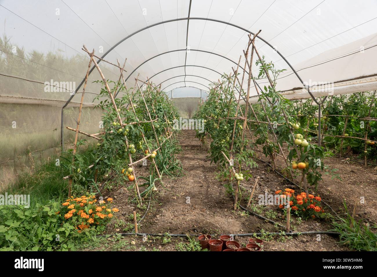 Intérieur d'un tunnel de serre commercial avec des plants de tomates sur des treillis en bois et des fleurs d'orange. Banque D'Images