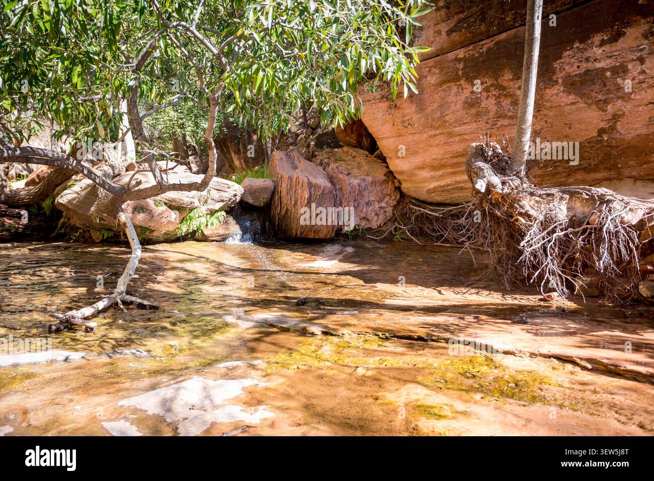 L'eau descend en cascade les rochers des Emerald Pools dans le parc national de Zion, Utah Banque D'Images