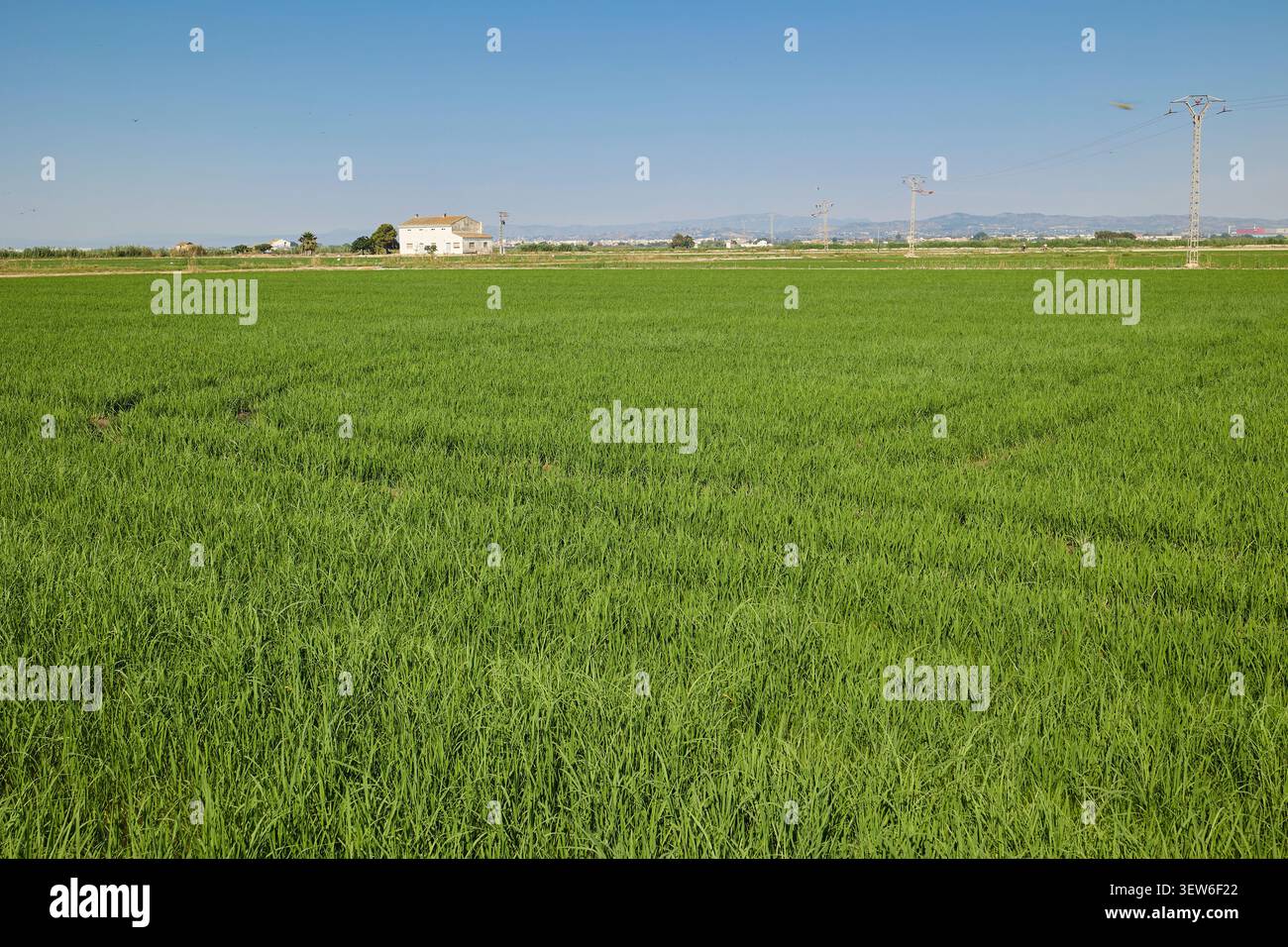 Vue large des rizières avec une ferme à Albufera, Valence, Espagne. Banque D'Images