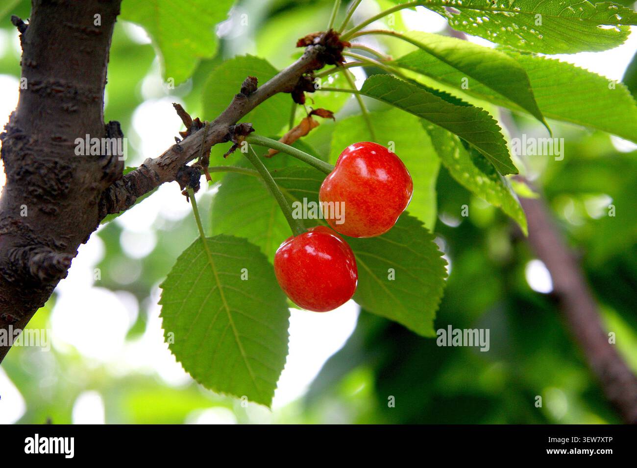Deux cerises rondes et doquetées pendent délicatement d'une branche noueuse, leur peau étant d'un rouge cerise éclatant et brillant qui ressemble au jade rouge translucide. Le smoo Banque D'Images