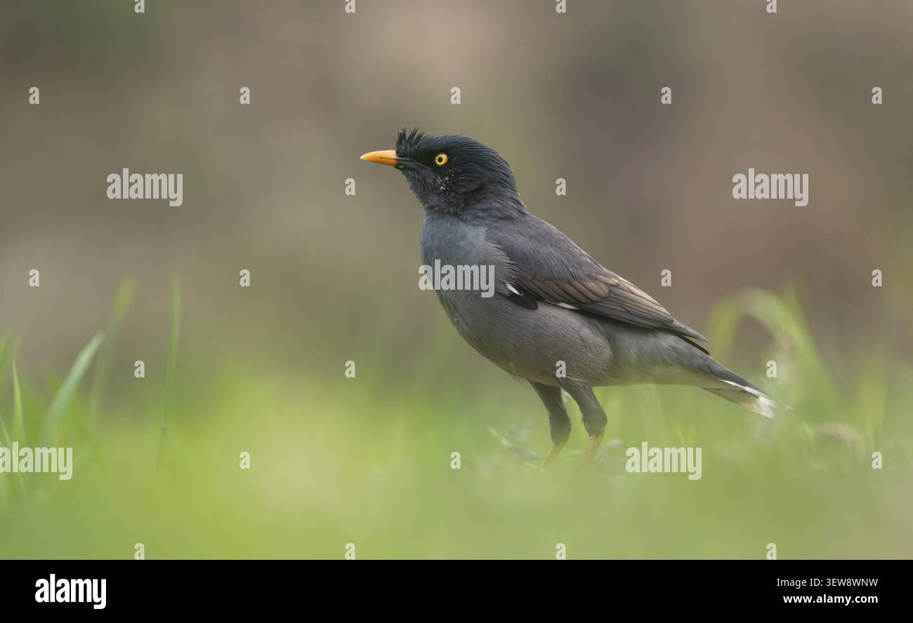 Jungle Myna (Acridotheres fuscus) debout sur un terrain herbeux, Sreepur, Gazipur, Bangladesh Banque D'Images