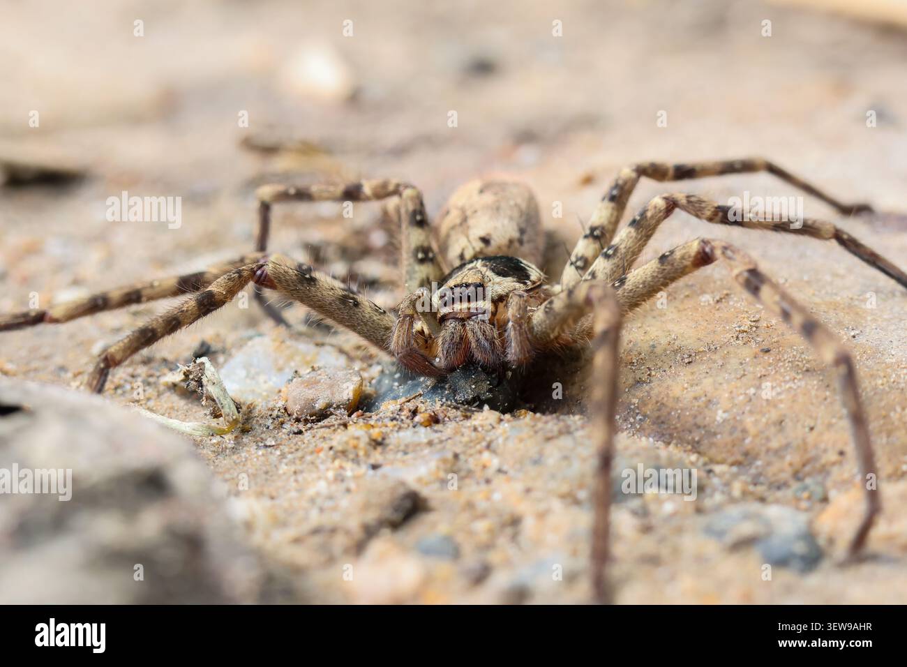 Gros plan araignée brun chevelu huit pattes macro terre sable nature sauvage arachnide détaillé insecte extérieur camouflage yeux prédateur crocs sauvages terrestres Banque D'Images