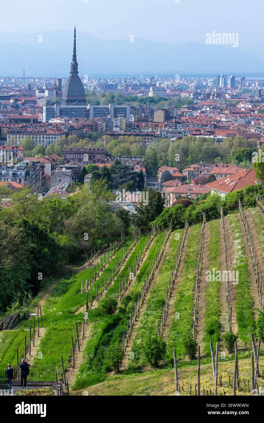 Vignobles verdoyants à flanc de colline surplombant les gratte-ciel historiques de la ville et la célèbre mole Antonelliana à Turin, en Italie. Cette structure monumentale, o Banque D'Images