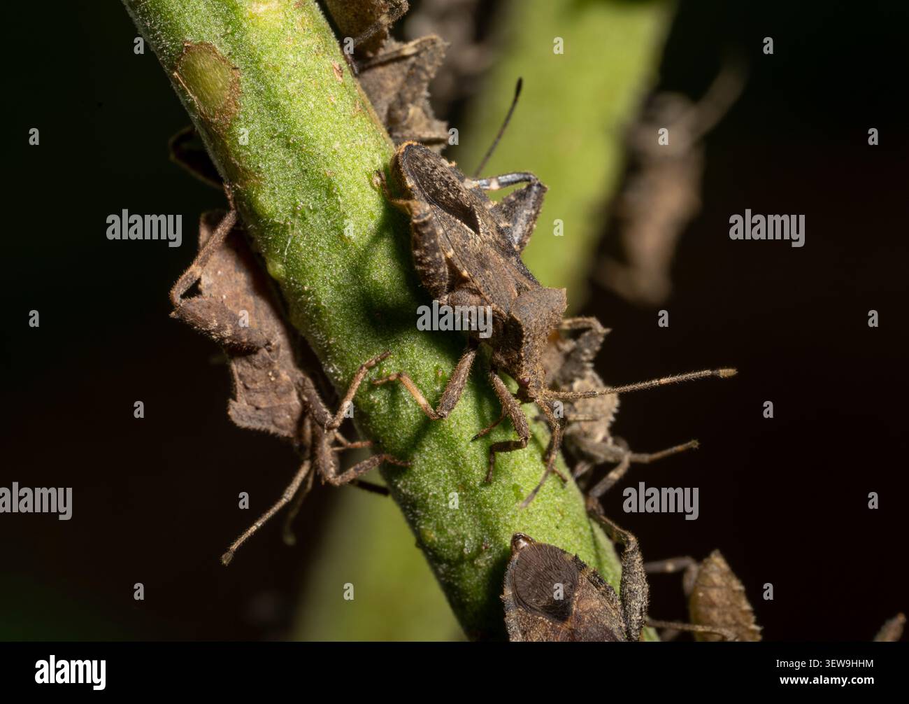 Punaise d'hiver (Acanthocoris sordidus) punaise à pieds foliacés sur une plante de tomate, Okinawa, Japon Banque D'Images