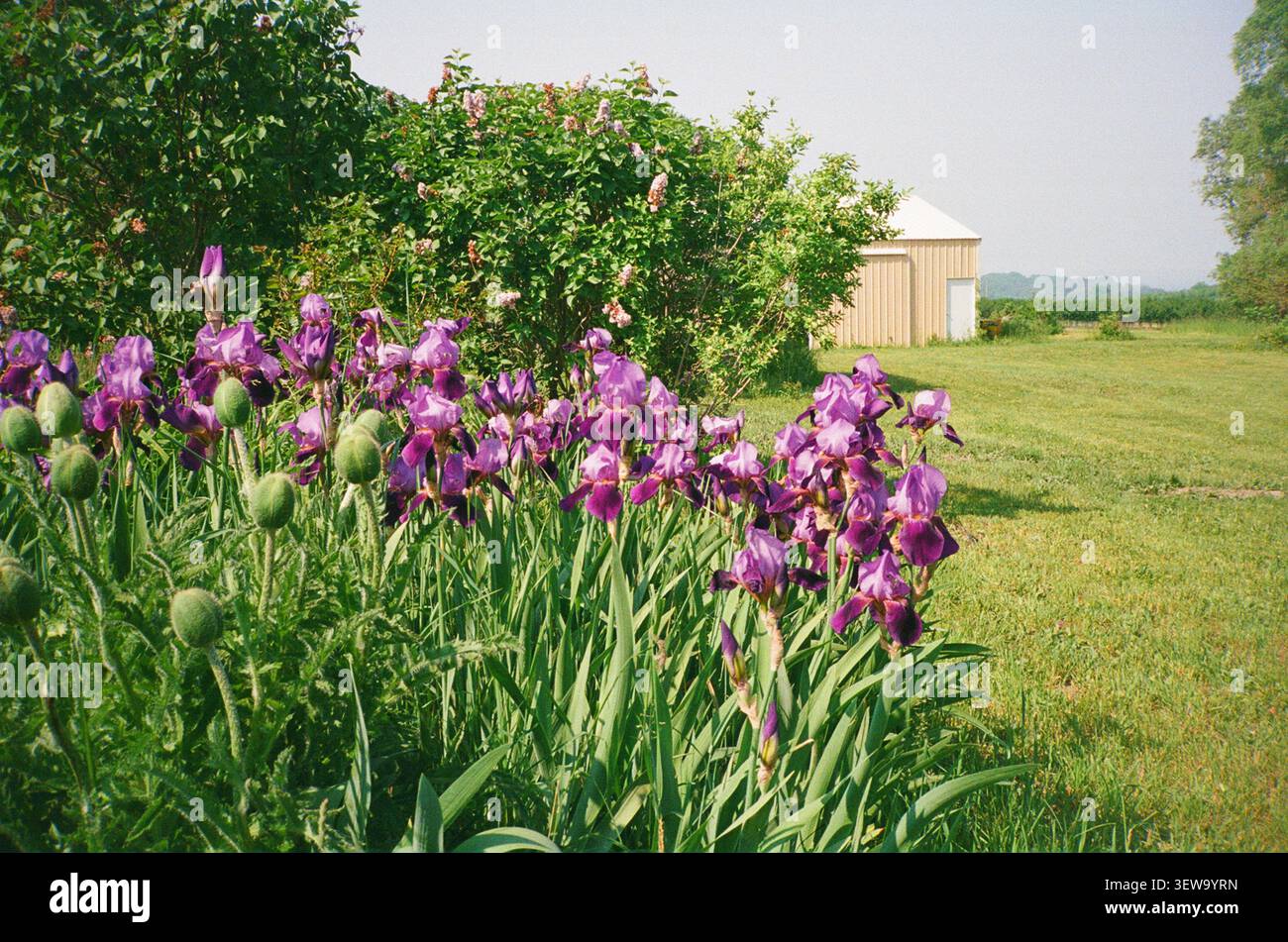 Iris violets fleurissant dans un jardin de campagne ensoleillé Banque D'Images