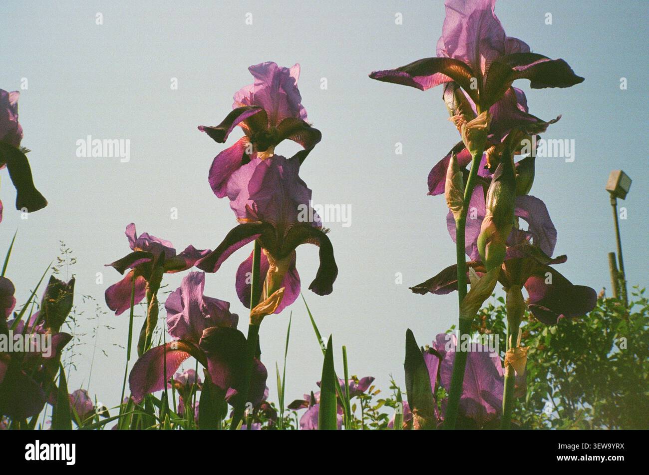 Iris barbus violets fleurissant contre le ciel Banque D'Images