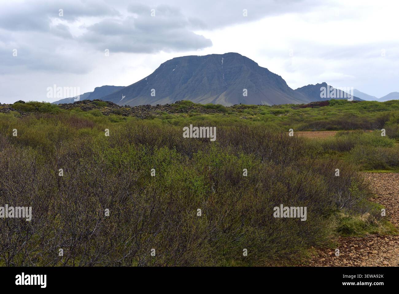 Montagne volcanique s'élevant au-dessus des arbustes verts de bouleau en Islande Banque D'Images
