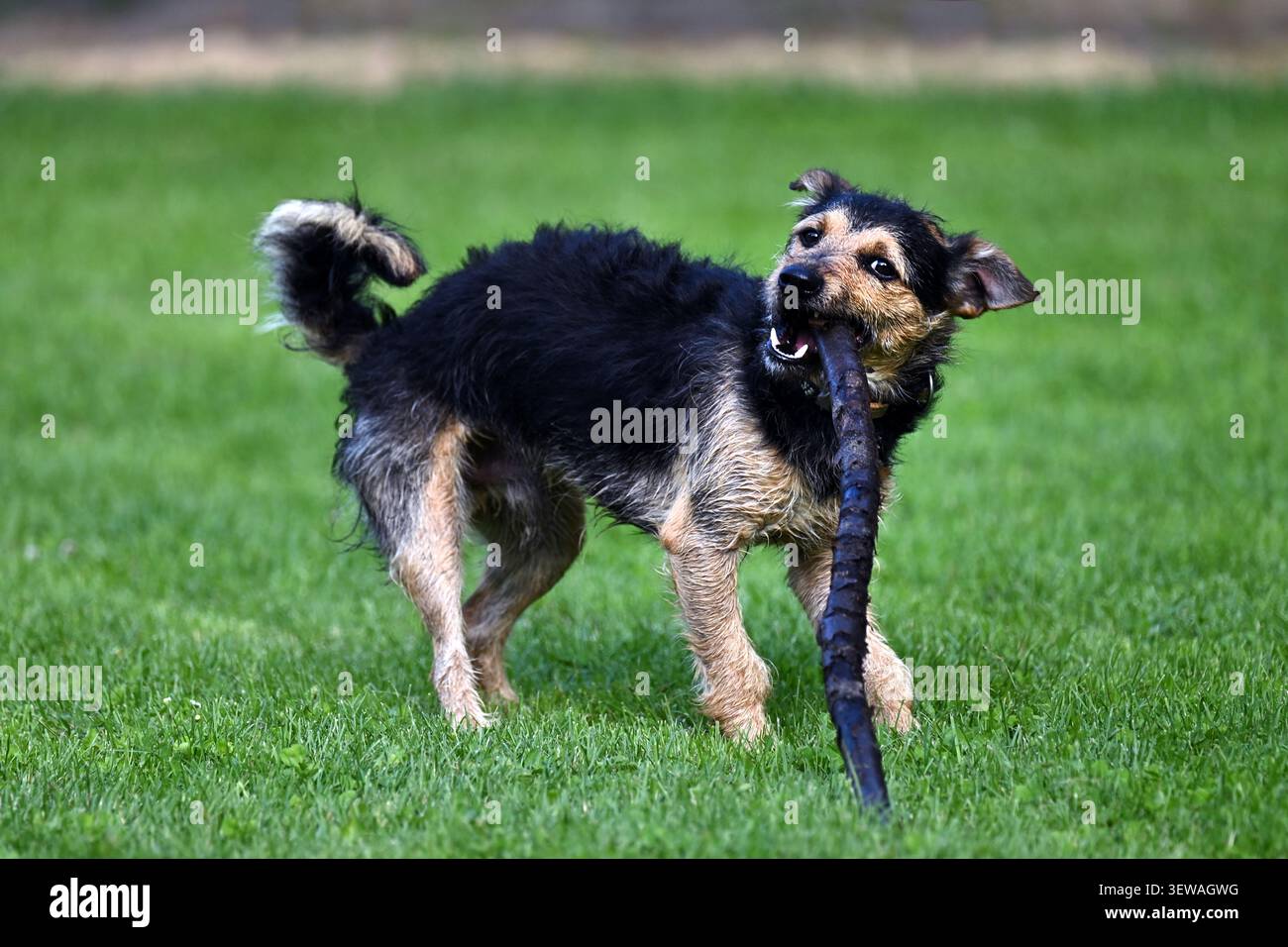 Chien mixte heureux jouant avec bâton sur l'herbe verte dans le parc Banque D'Images