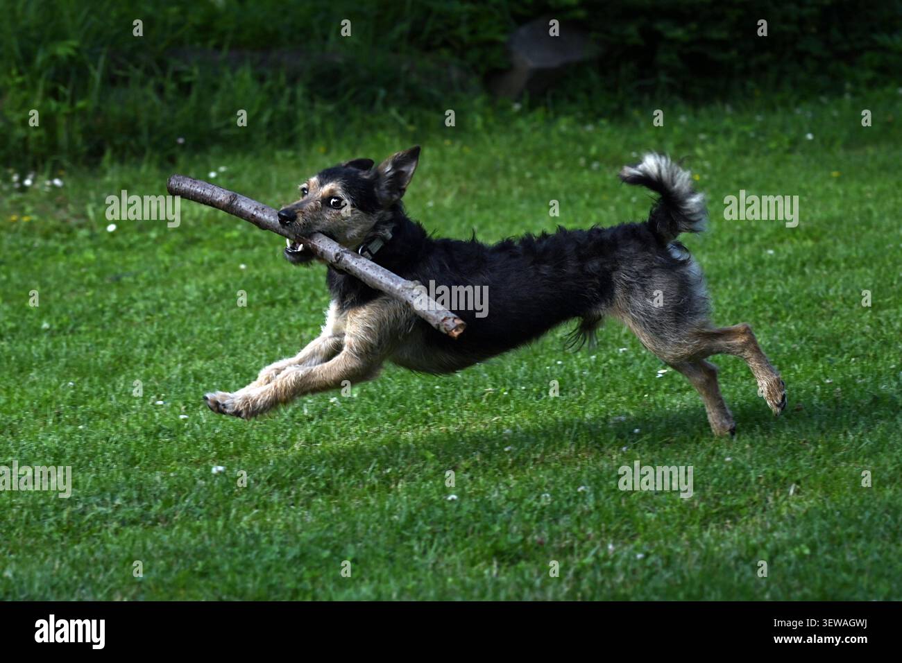 Chien mixte heureux jouant avec bâton sur l'herbe verte dans le parc Banque D'Images