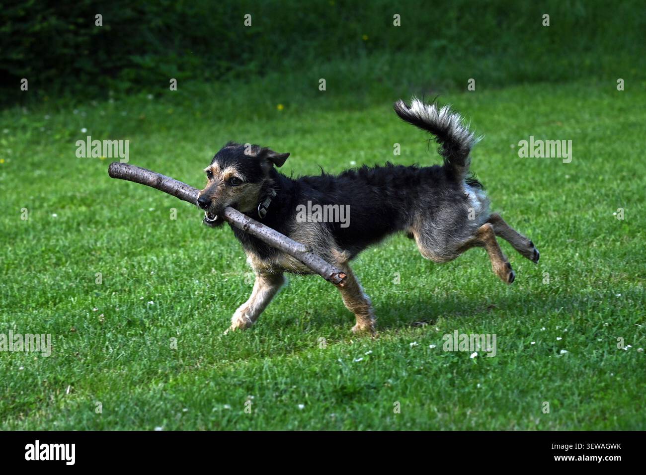 Chien mixte heureux jouant avec bâton sur l'herbe verte dans le parc Banque D'Images