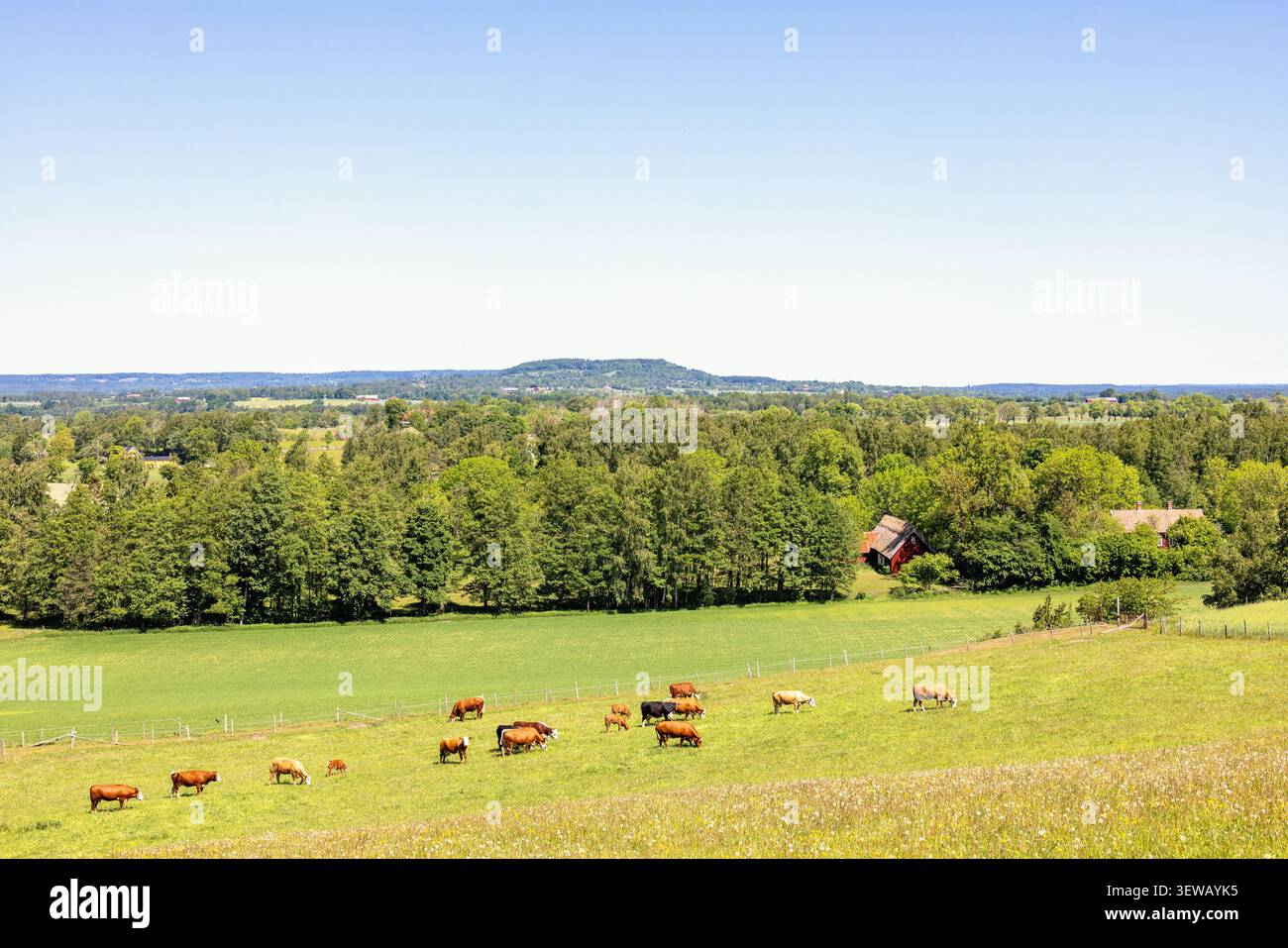 Vue sur le paysage avec des vaches en pâturage sur une prairie d'herbe Banque D'Images