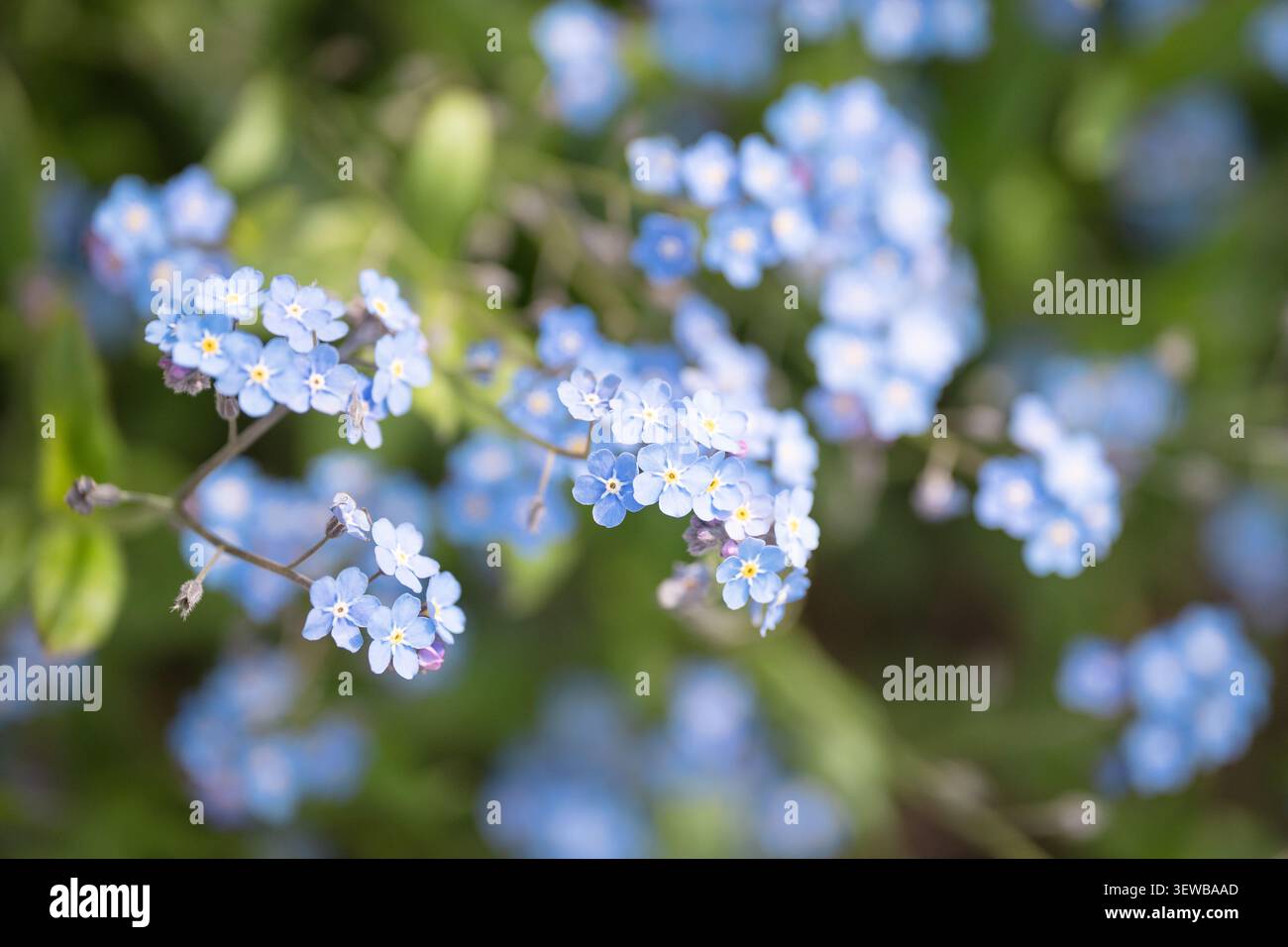 Délicates fleurs bleues oubliées non décoratives en pleine floraison dans le jardin de printemps, fleurs sauvages de saison. Banque D'Images