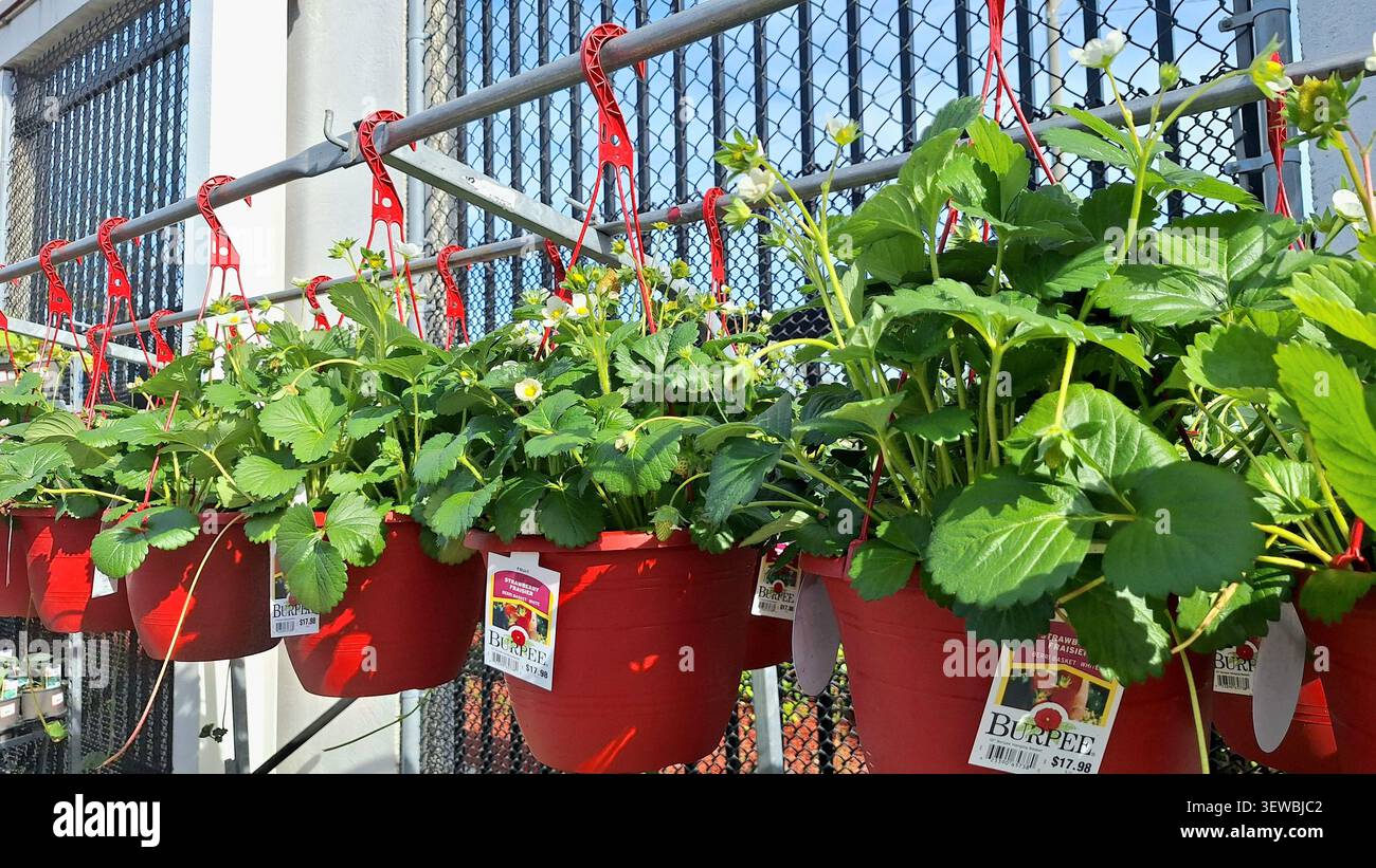 Toronto, ON, Canada - 3 juin 2026 : des plants de fraises suspendus dans des pots rouges sont exposés à l'extérieur dans une pépinière de centre de jardinage local. Banque D'Images