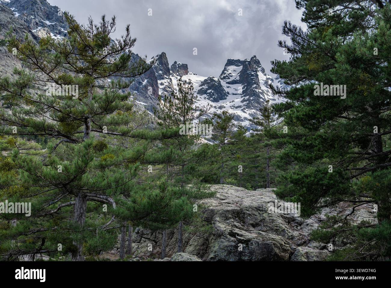 Corse, France. De grands arbres entourent un paysage rocheux tandis que les montagnes s'élèvent au loin. La neige coiffe les sommets sous un ciel nuageux. La scène montre natu Banque D'Images