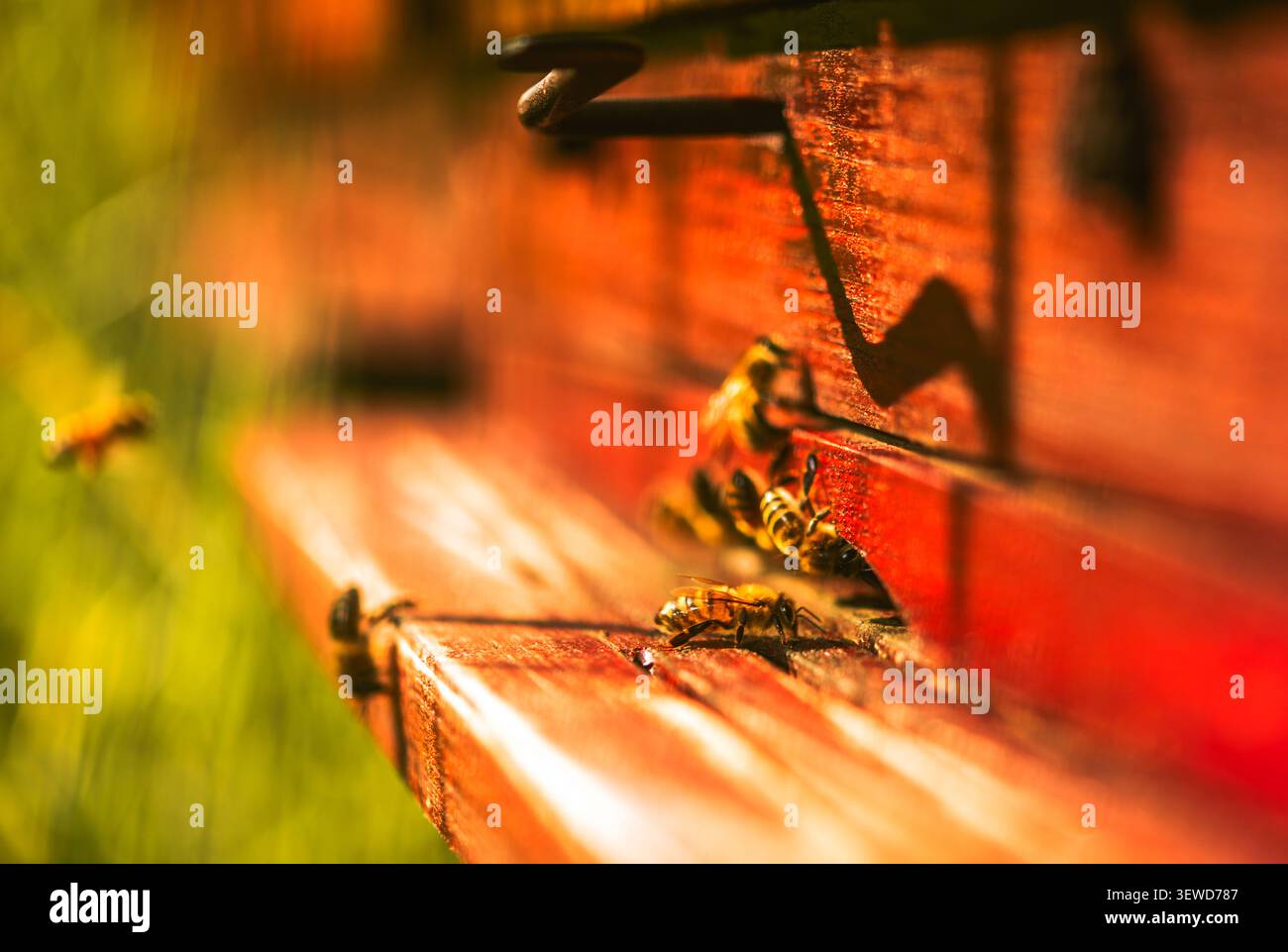 Les abeilles entrent et sortent d'une ruche en bois par une journée ensoleillée. La ruche montre des couleurs naturelles de bois et est placée dans un espace vert avec une certaine lumière brillante t Banque D'Images