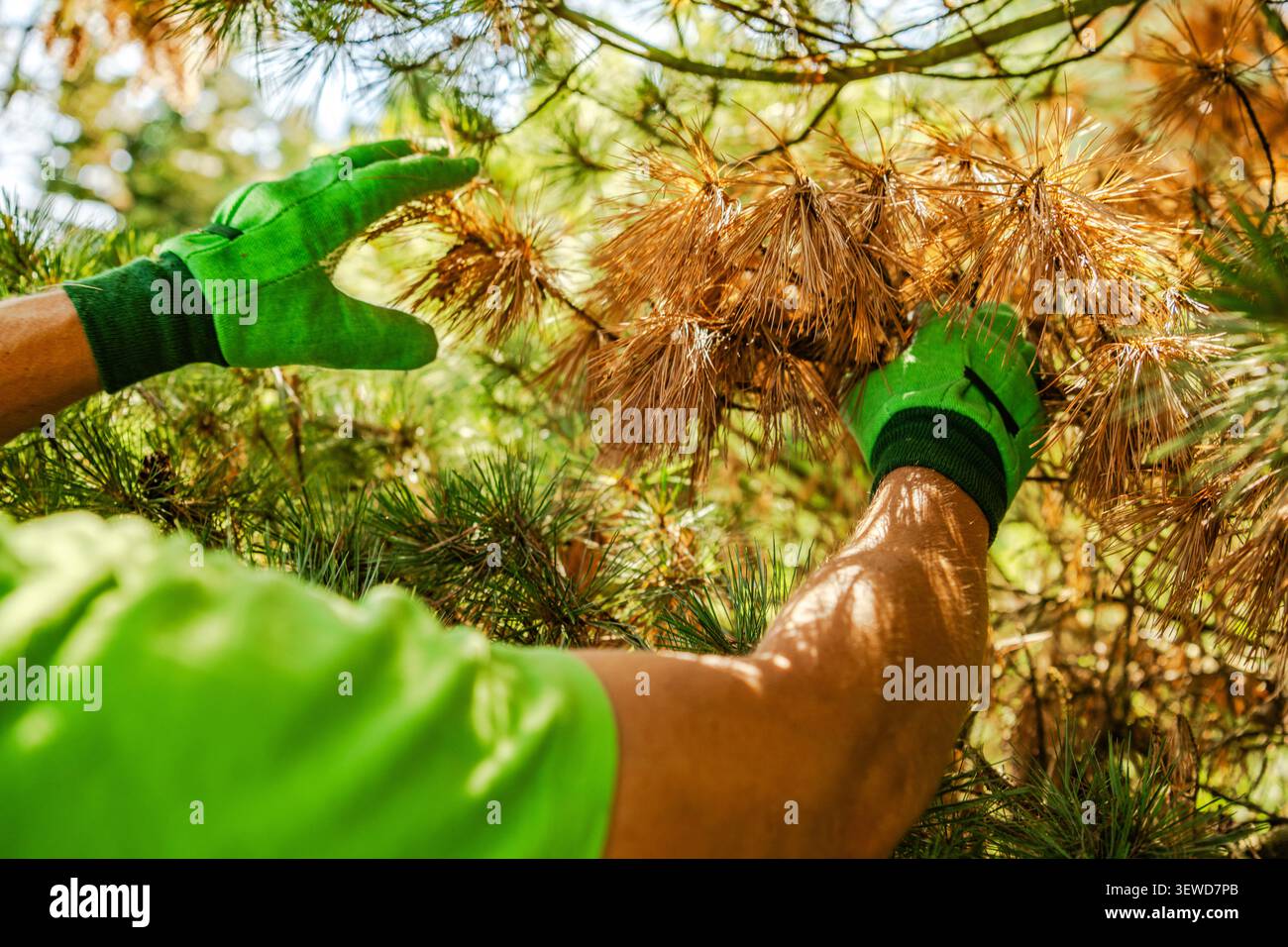 Une personne avec des gants verts atteint des branches de pin dans un cadre extérieur ensoleillé. L'arbre a des aiguilles sèches et un feuillage vert. Il semble que ce soit un W. Banque D'Images