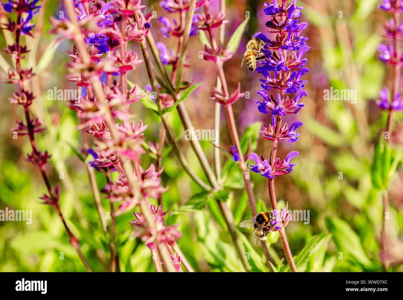 On peut voir des abeilles atterrir sur des fleurs violettes dans un jardin. Les plantes affichent des couleurs vives pendant que les abeilles se déplacent. Il fait jour et le jardin est plein Banque D'Images