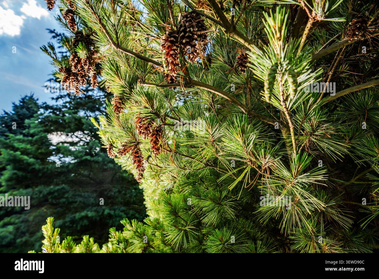 Des branches de pin remplies d'aiguilles vertes et de cônes bruns sont visibles dans une zone naturelle. Le soleil brille à travers les branches, créant une lumière chaude. O Banque D'Images