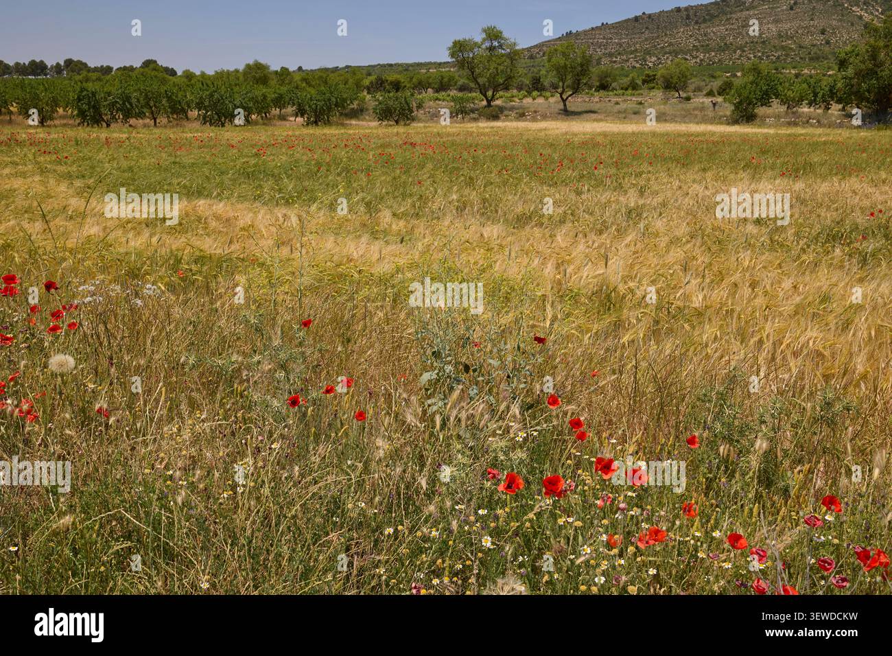 Champ de grains dorés avec des coquelicots rouges et paysage de montagne. Banque D'Images