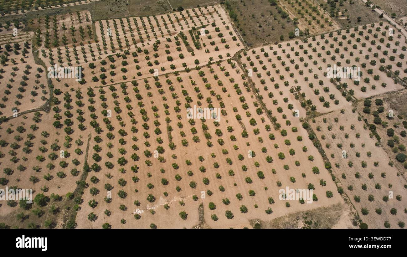 Vue aérienne de haut en bas du motif géométrique de plantation de verger. Banque D'Images