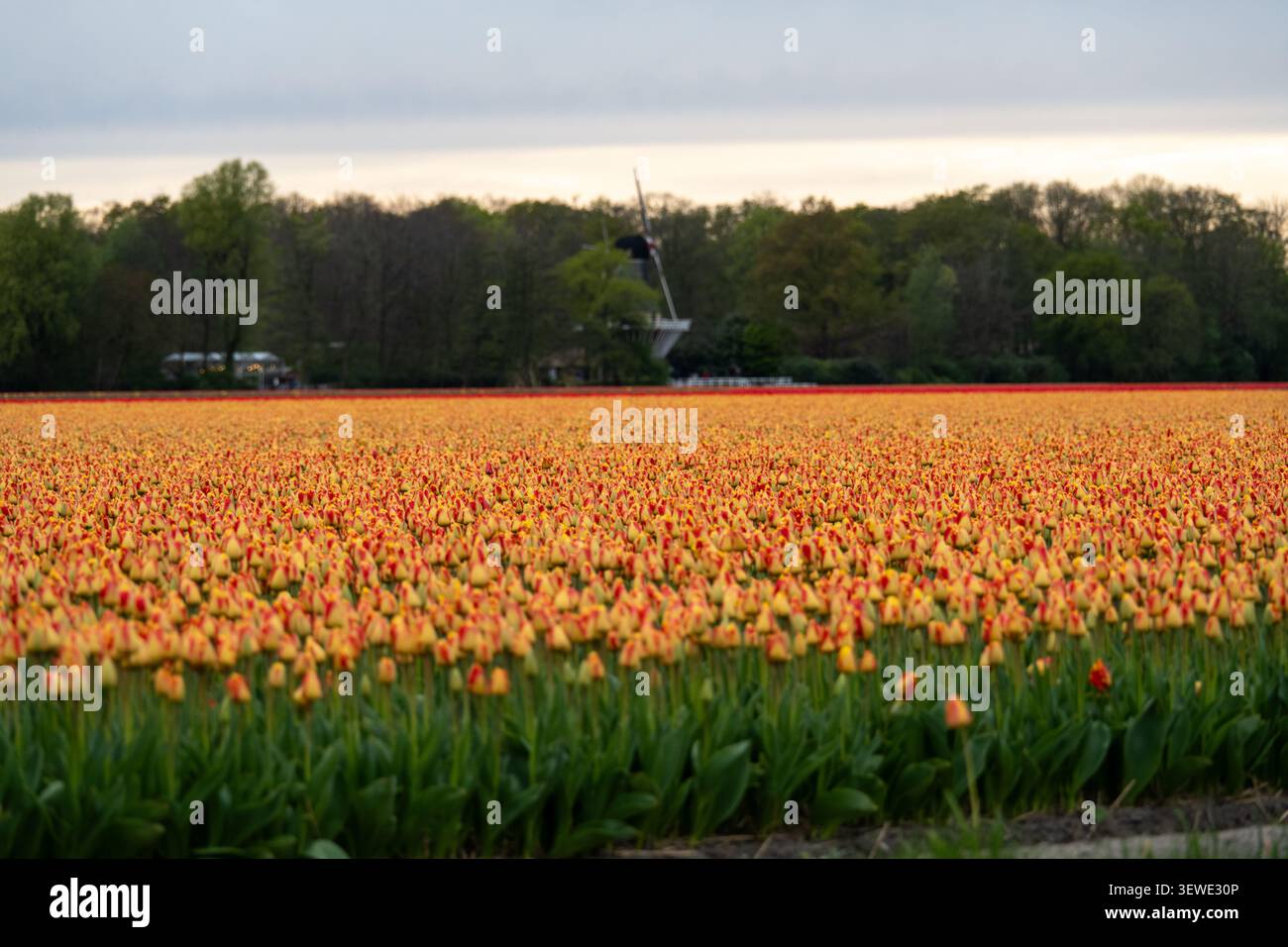 Grand champ de tulipes jaunes et rouges avec un moulin à vent hollandais traditionnel à l'horizon près de lisse, Hollande méridionale, pays-Bas. Banque D'Images