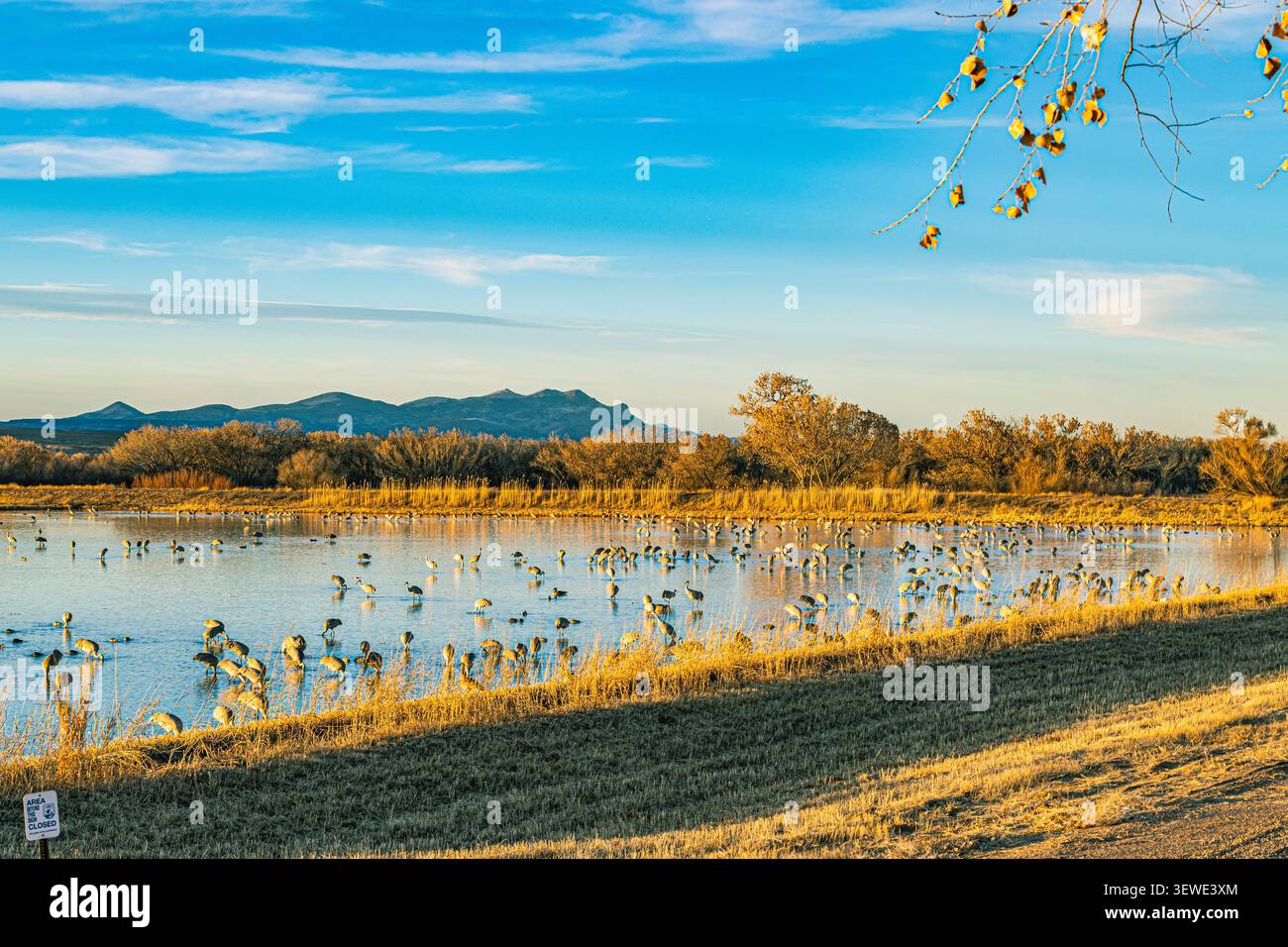 Un grand troupeau de grues de sable migrantes et d'oies des neiges se repose dans un marais humide pittoresque pendant l'automne au refuge national de faune de Bosque del Apache. Banque D'Images