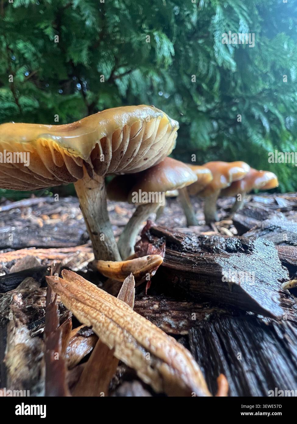 Vue en bas angle des champignons Psilocybe subaeruginosa poussant sur du bois en décomposition sous des conifères à Victoria, en Australie. Banque D'Images