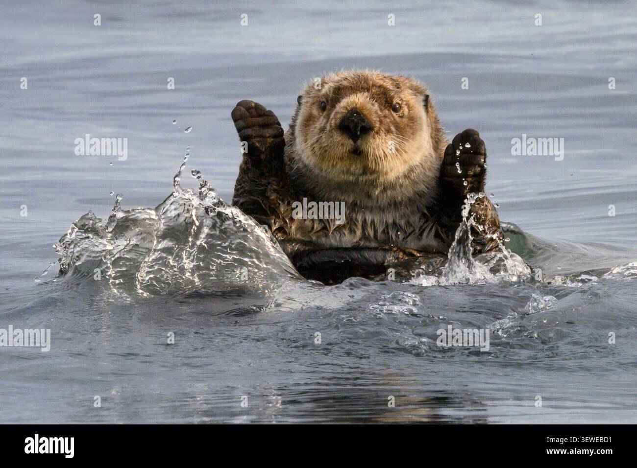 Loutre de mer dans la baie de Kukak, parc national et réserve de Katmai, Alaska. Banque D'Images