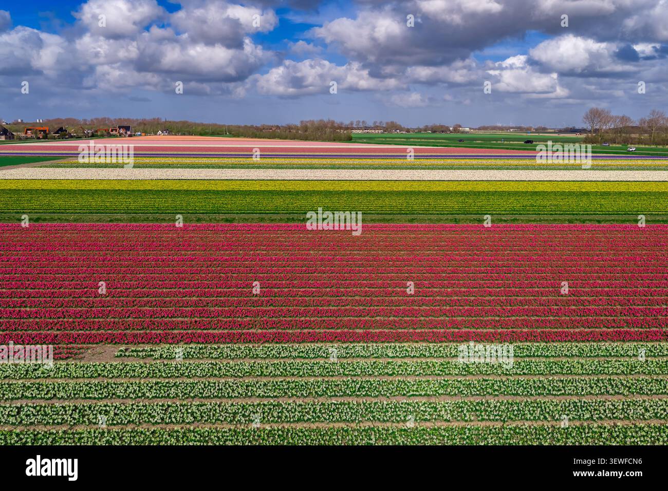 Vue aérienne par drone d'un paysage multicolore de champ de bulbes de Bollenstreek composé de longues bandes horizontales - tulipe rouge (Tulipa), rose et blanc HY Banque D'Images