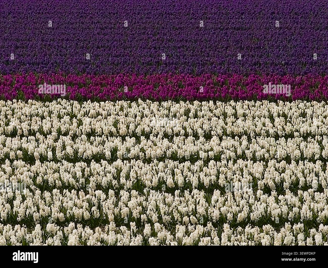 Vue rapprochée au niveau du sol des bandes de champ de jacinthe (Hyacinthus orientalis) en trois bandes de couleurs distinctes - violet foncé en haut, magenta chaud au milieu Banque D'Images