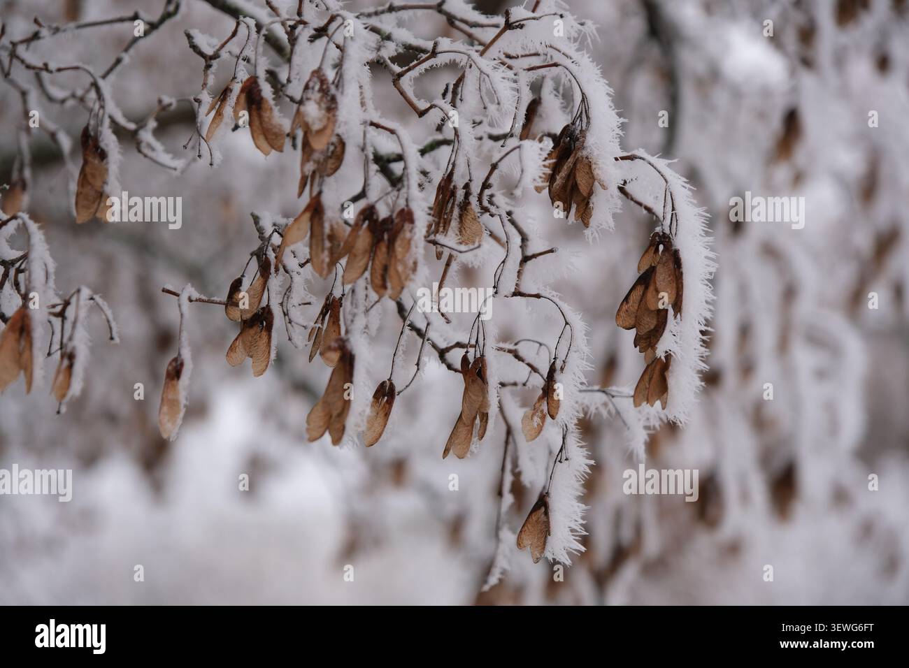 Gros plan de faible profondeur de champ de branches d'arbres fanées et de samaras bruns couverts de rime lourde et de neige en hiver. Banque D'Images