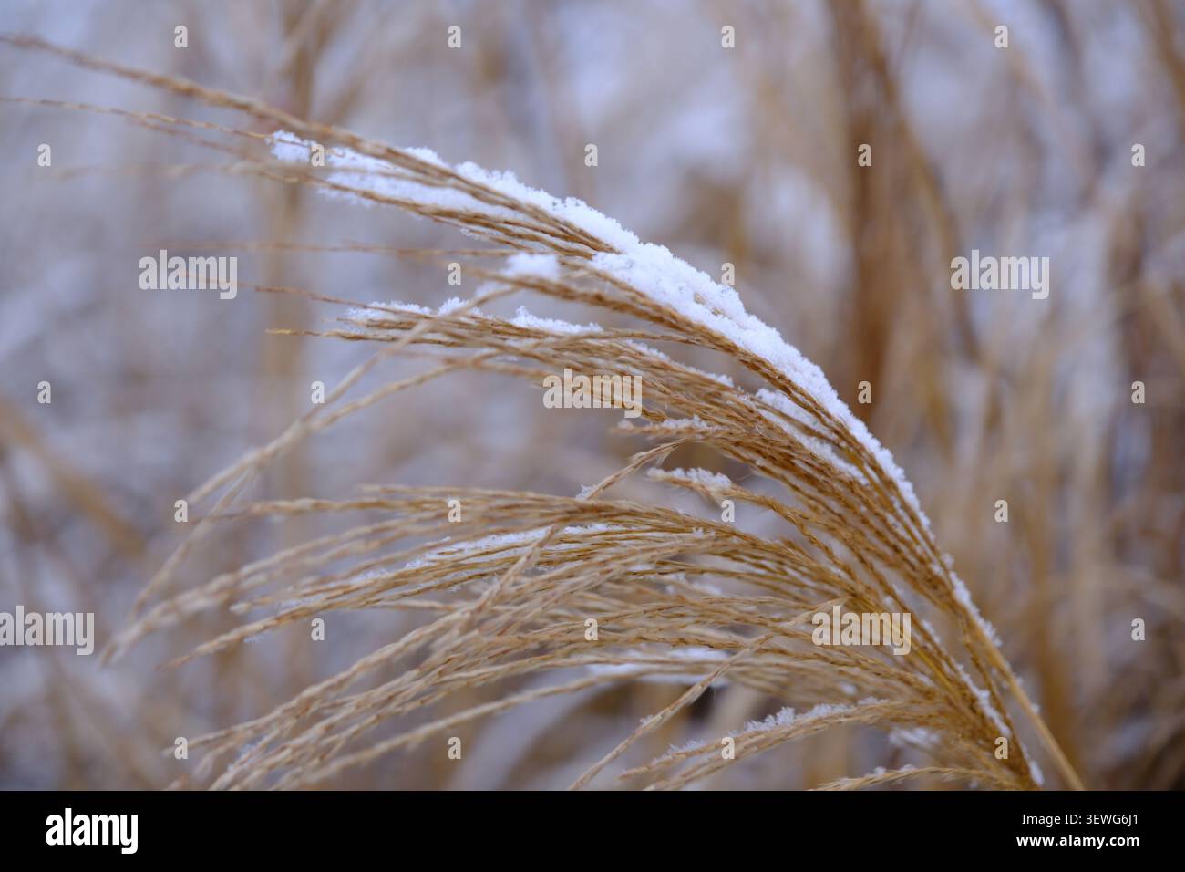 Gros plan avec une faible profondeur de champ de roseau fané recouvert de neige en hiver. Banque D'Images