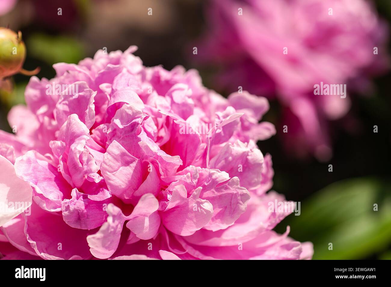 Vue détaillée d'une pivoine rose fleurie mettant en valeur sa structure complexe de pétales et son éclairage doux et naturel Banque D'Images