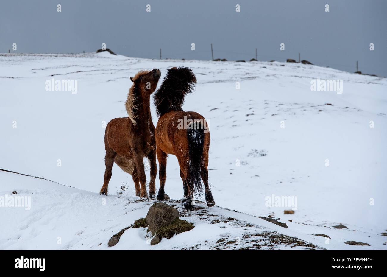 Deux chevaux islandais jouant et interagissant sur une colline enneigée pendant l'hiver, montrant la vie animale dans la nature froide. Animaux des terres agricoles d'Islande Banque D'Images