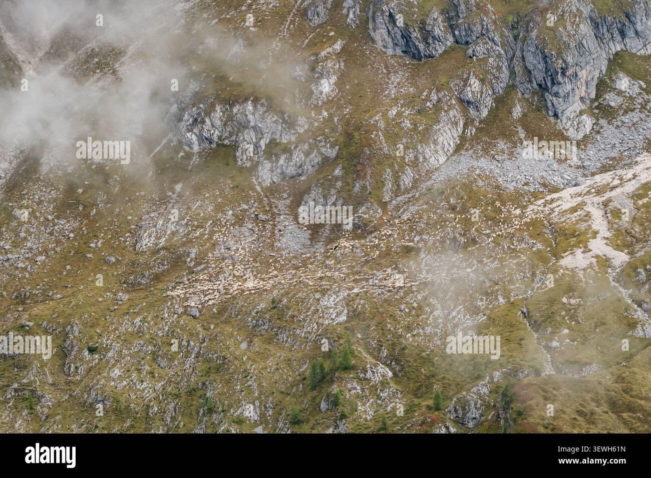 Troupeau de moutons pâturant sur Rocky Mountain Slope, Dolomites, Italie Banque D'Images